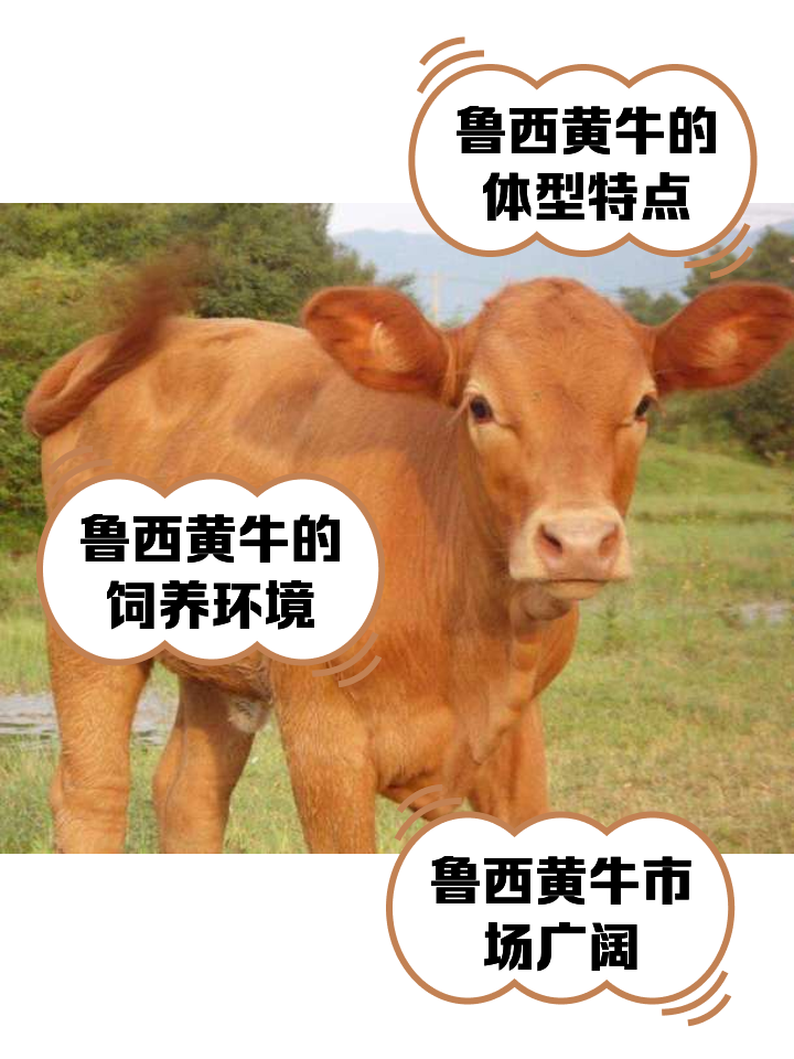 苏州最新医保取现黄牛方法分析(最方便真实的苏州医保取现黄牛怎么取方法)